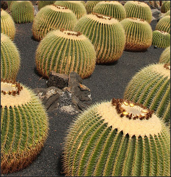 Jardin de Cactus lanzarote