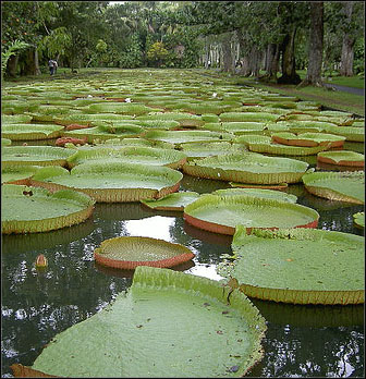 Botanical Garden mauritius