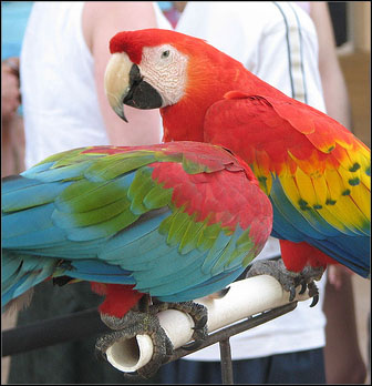 Parrot Jungle Island Miami